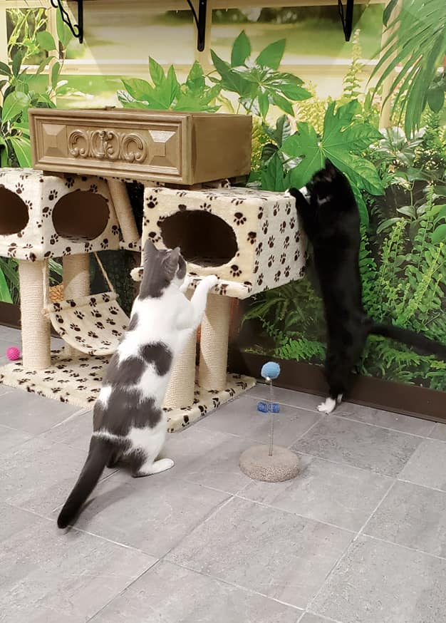 Gray and Black Cat Playing — Niles, MI — The Cat's Meow
