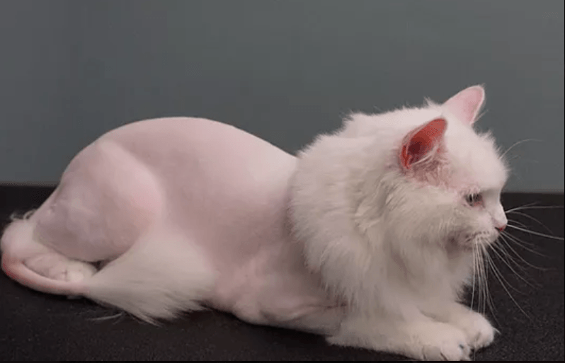 One White Cute Kitten — Niles, MI — The Cat's Meow A pet that went to a cat groomer serving South Bend, IN