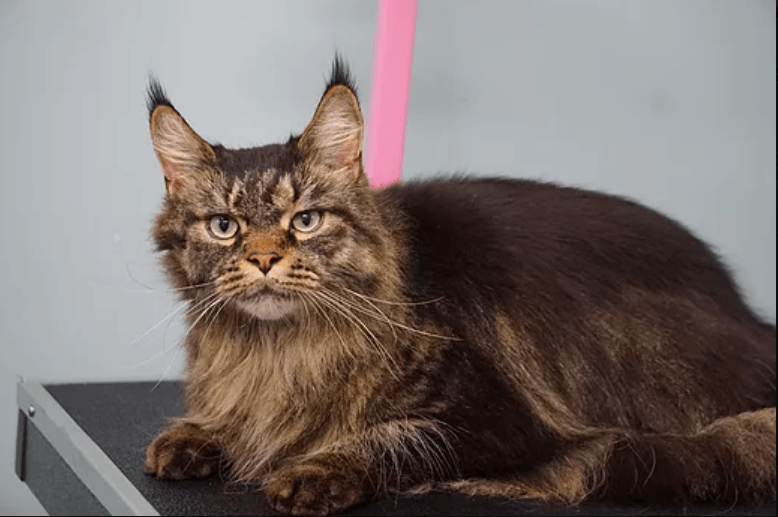 Cute After Getting Groomed — Niles, MI — The Cat's Meow Cute After Getting Groomed — Niles, MI — The Cat's Meow