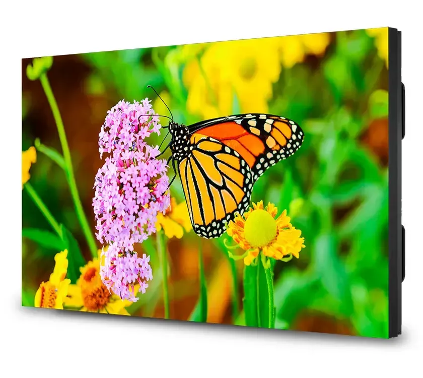 Monarch butterfly with orange and black wings on pink and yellow flowers.