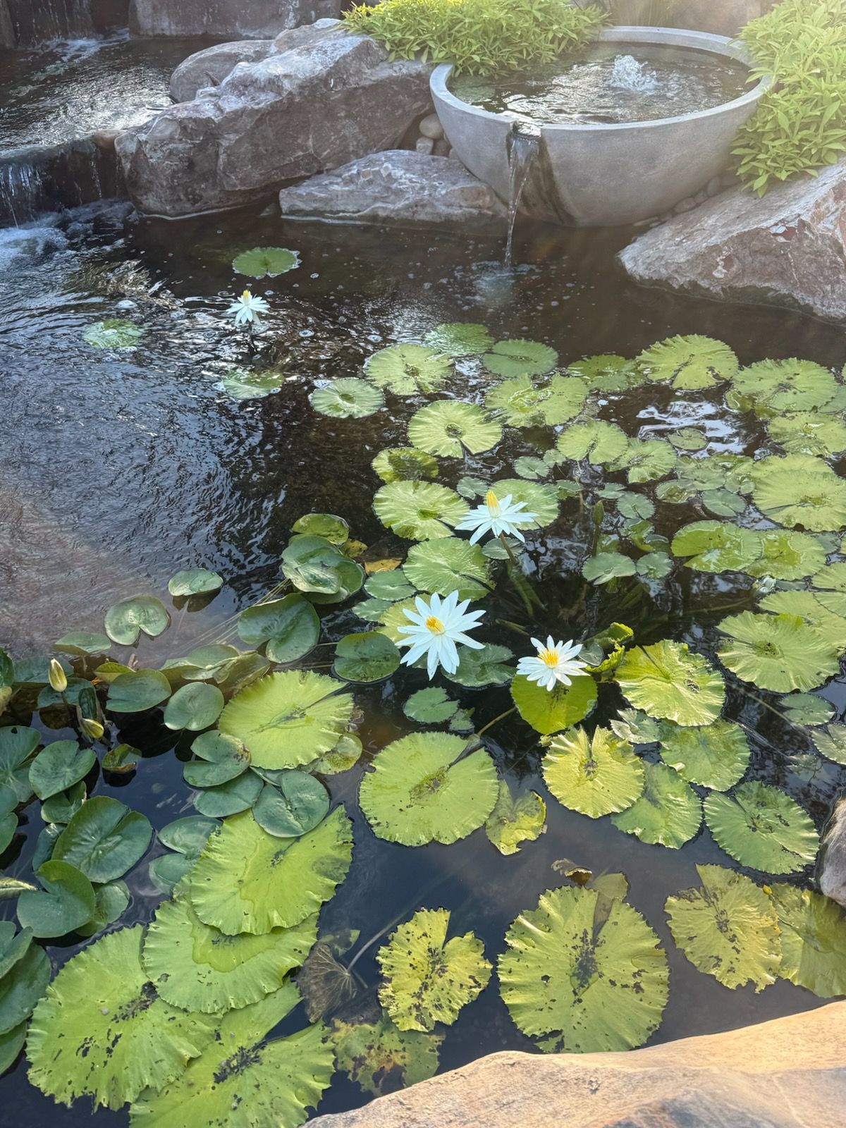 Water garden with lily pads and white water lilies in a stone-lined pond