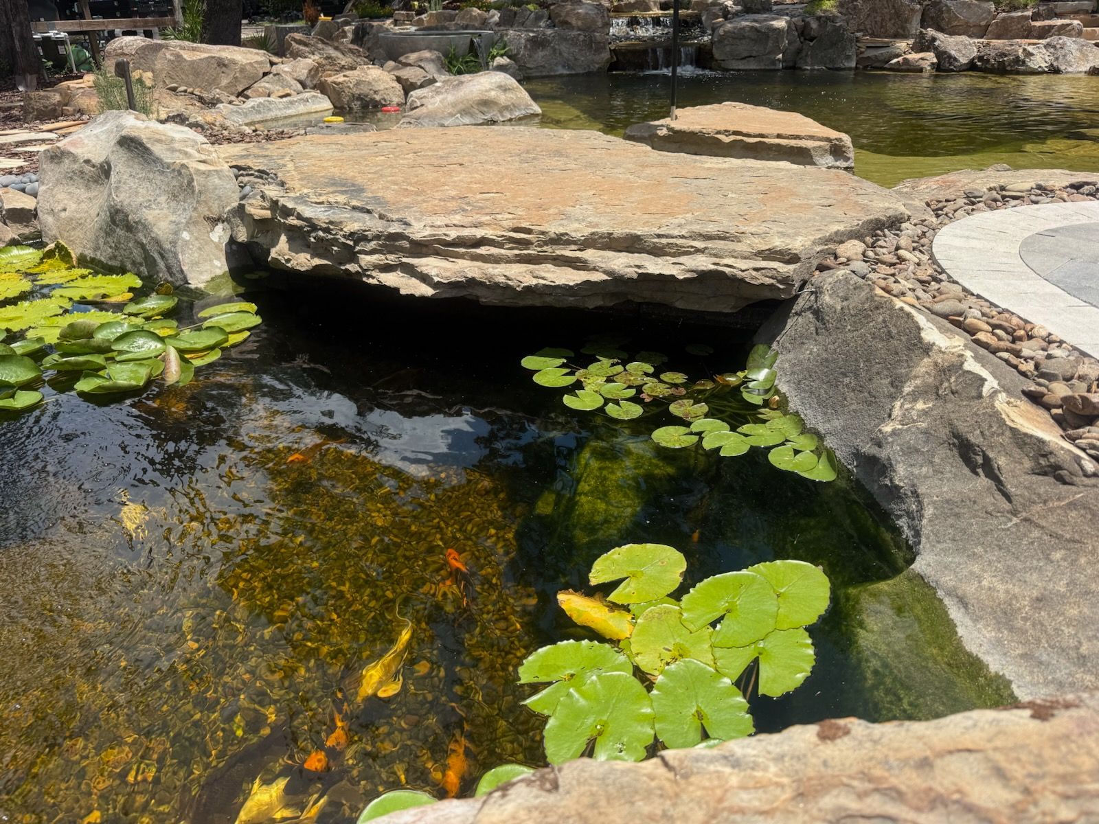 Small garden pond with koi fish, lily pads, and a stone ledge over clear water