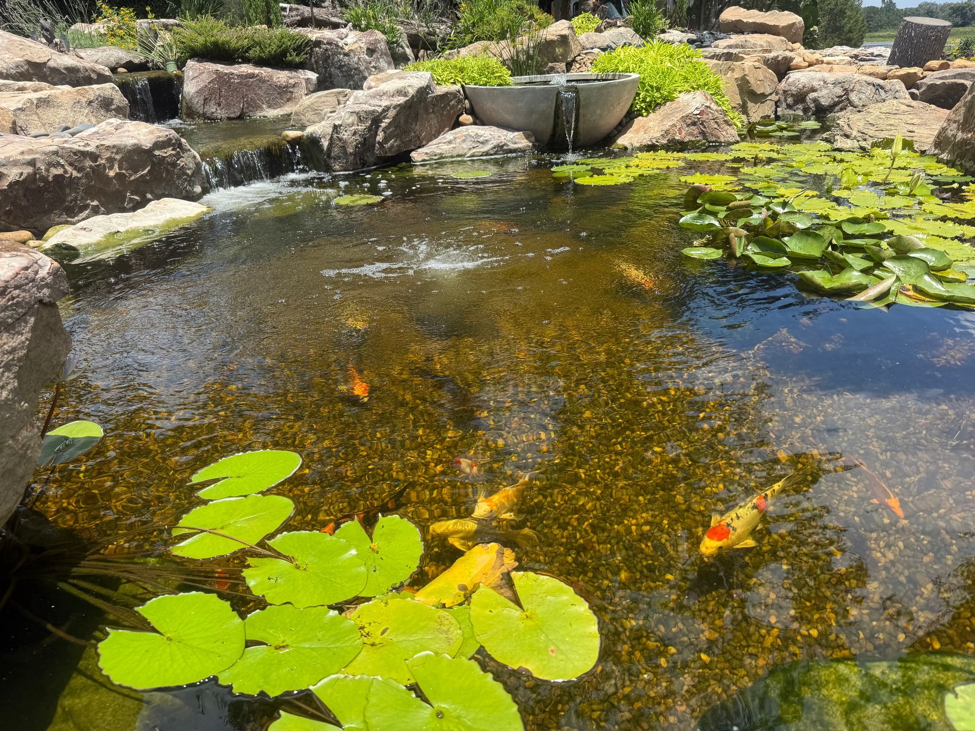 Small garden pond with lily pads, koi fish, and rocks around the water.