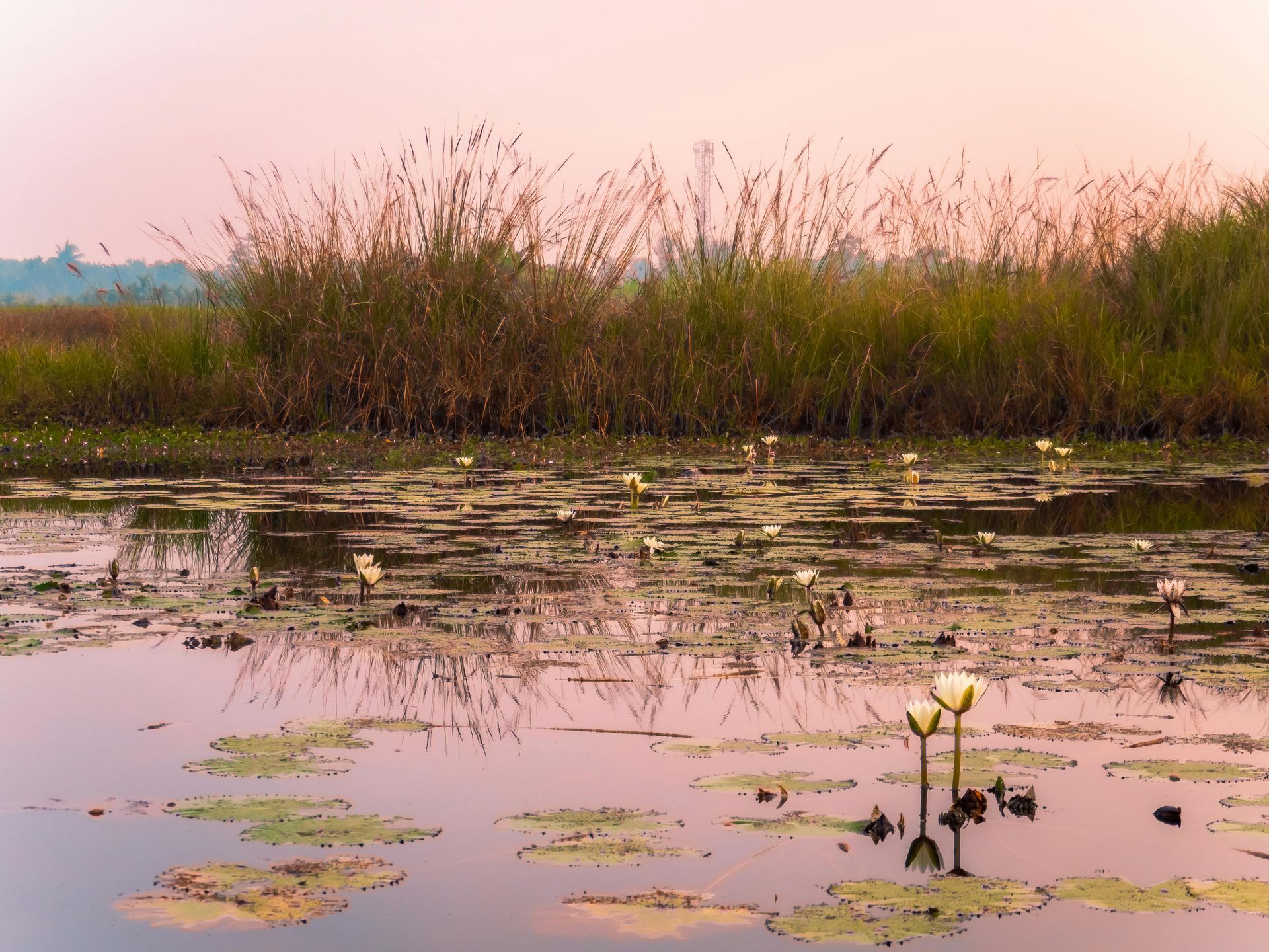 A swamp with lily pads and tall grass in the background