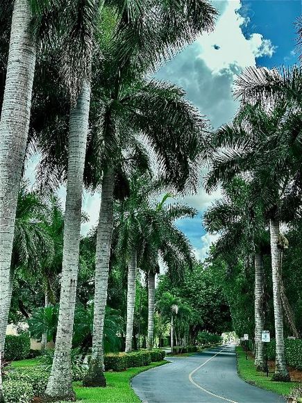 A road with palm trees on both sides of it