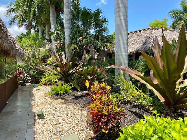 A lush green garden with lots of plants and palm trees