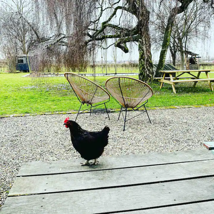 Een zwarte kip. Twee gevlochten stoelen, een picknicktafel en een treurboom te zien.
