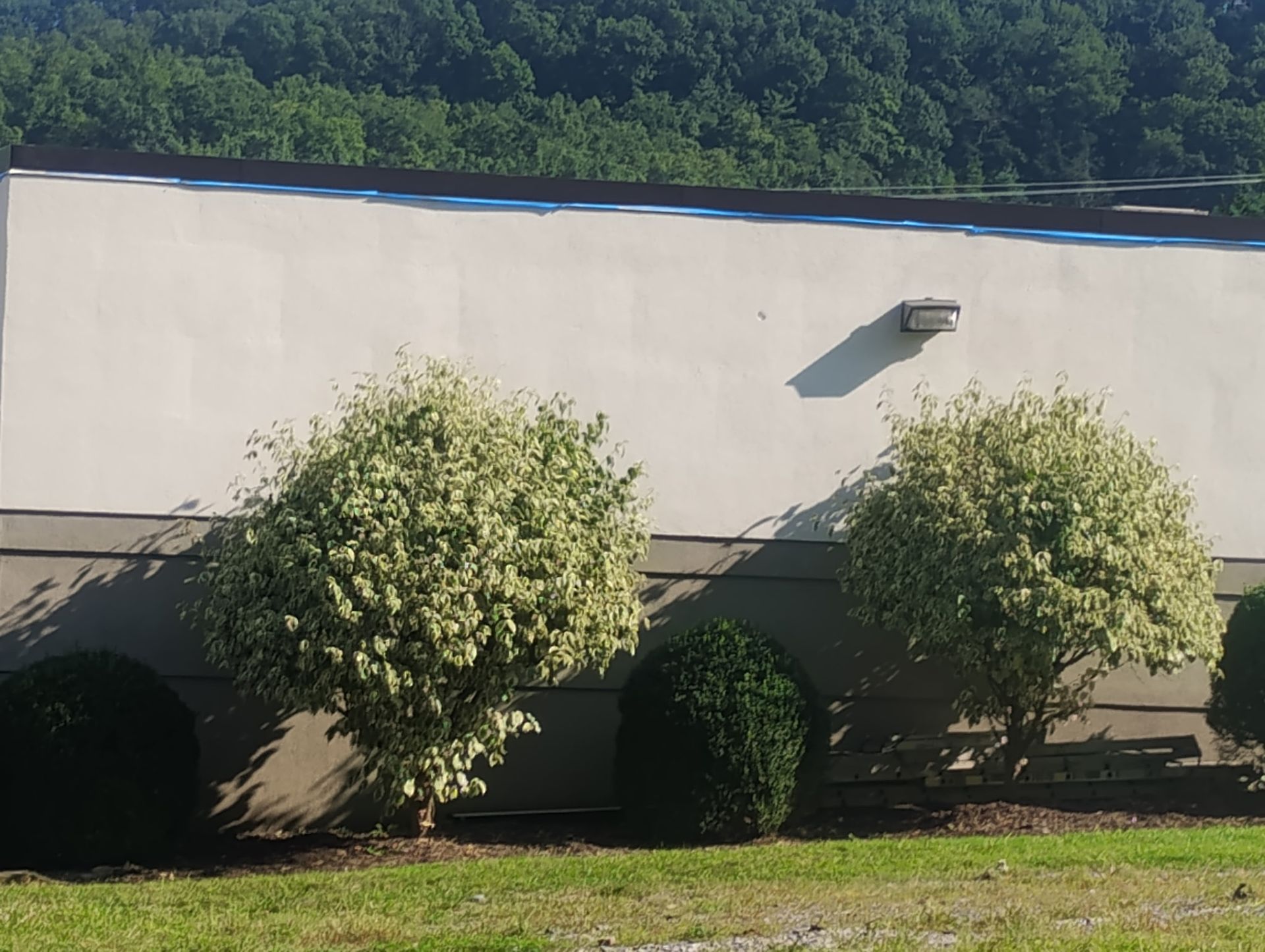 Two small, variegated shrubs with pale green and white leaves planted in front of a plain, light-colored building wall.