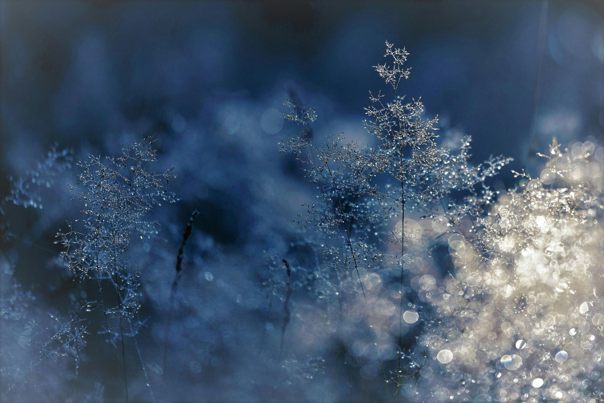 Delicate frosted grass and foliage in cool blue and white tones with bokeh.
