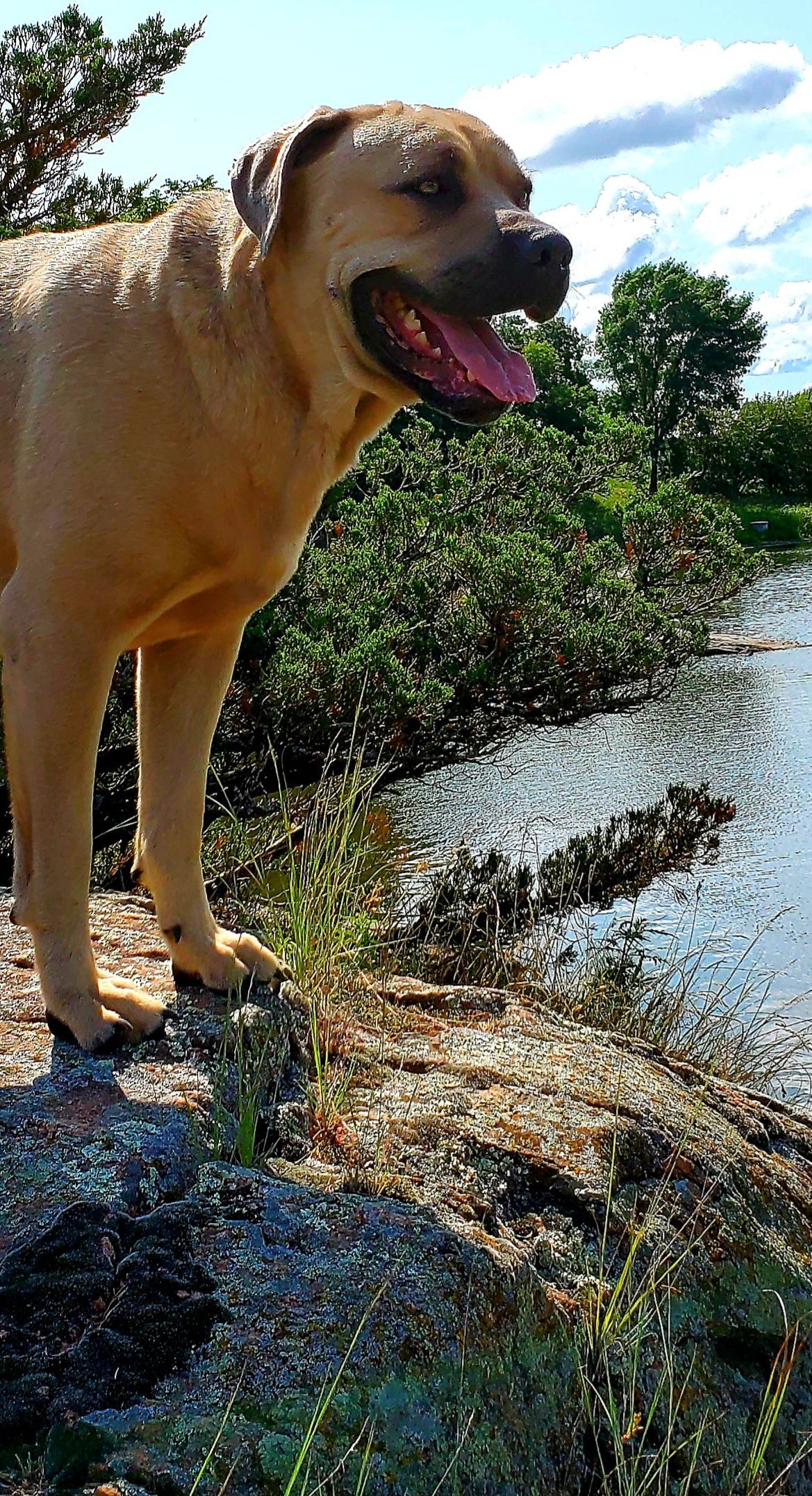 Tan dog panting, standing by a river, with lush green vegetation under a blue sky.