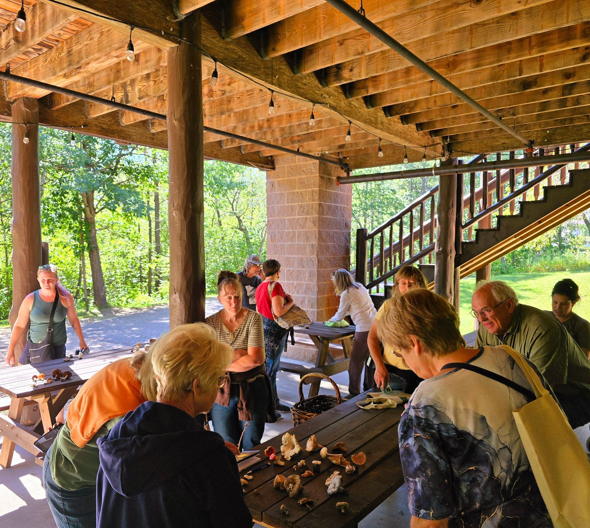People examining mushrooms on a table under a covered outdoor structure. Forest background.