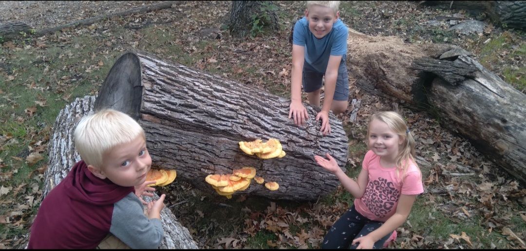 Three children gather around a log with yellow fungi. Two touch the log, one points. Outdoor setting.