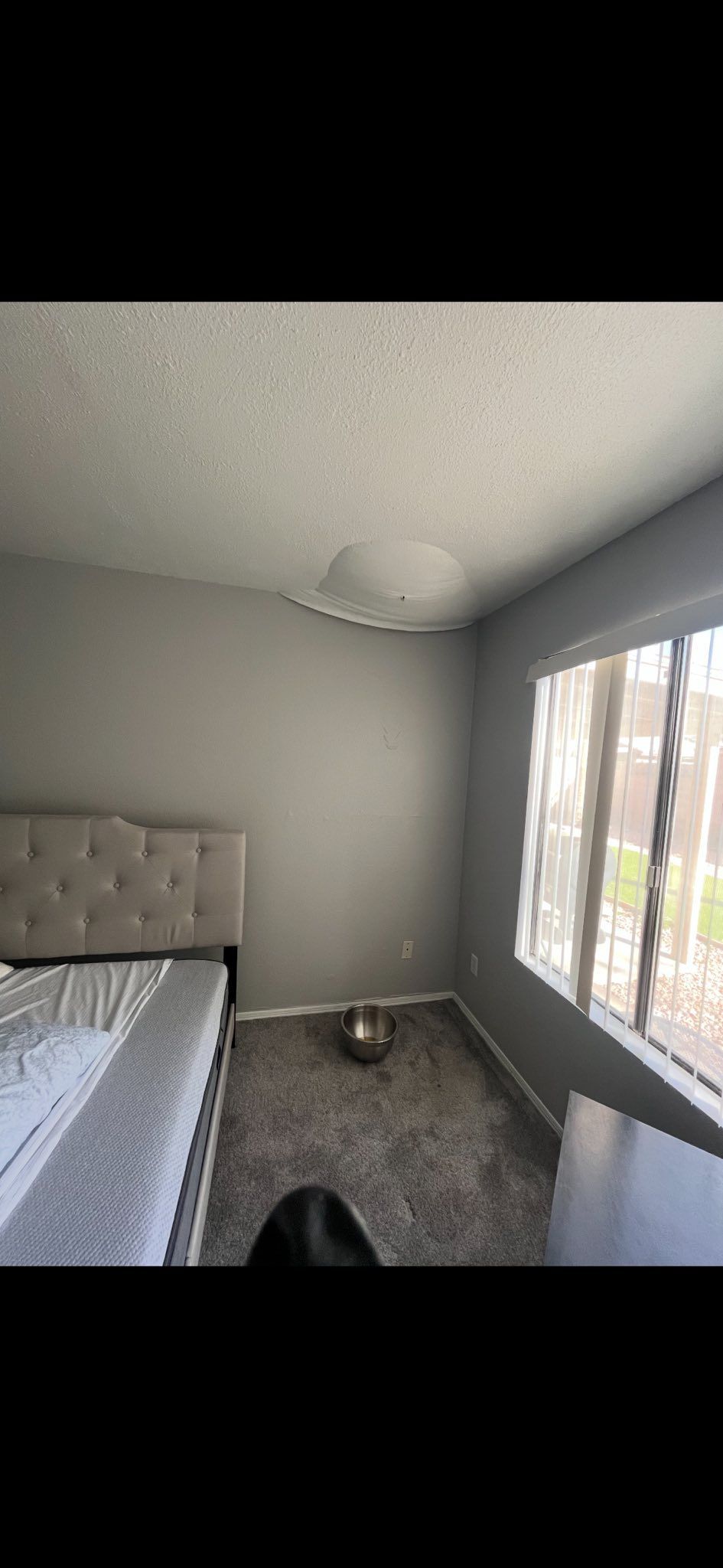 A bedroom with gray walls, carpeted floors, a tufted headboard bed, a large window, and a ceiling light fixture.