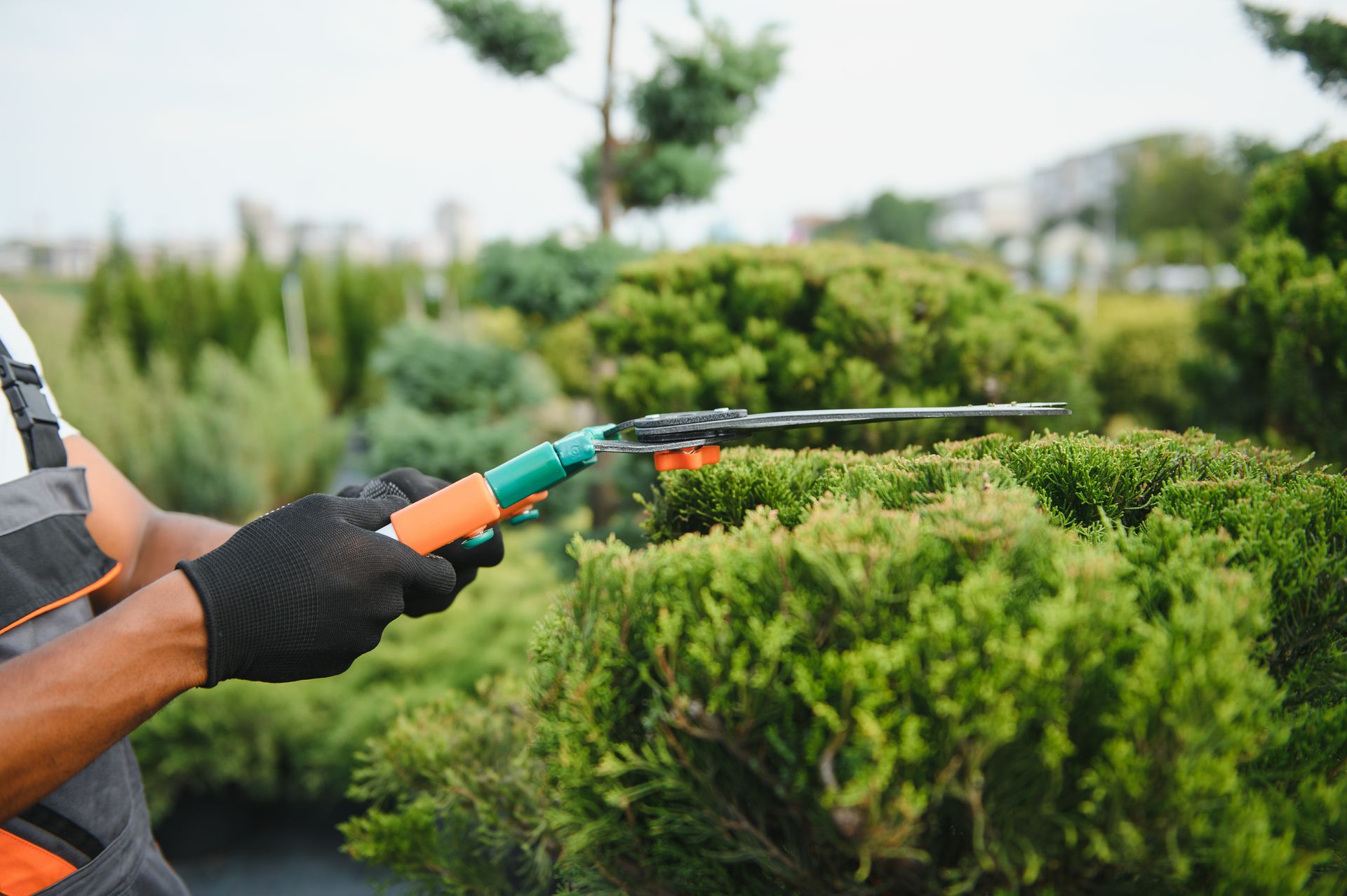 Person using hedge trimmer to trim green bushes in a garden
