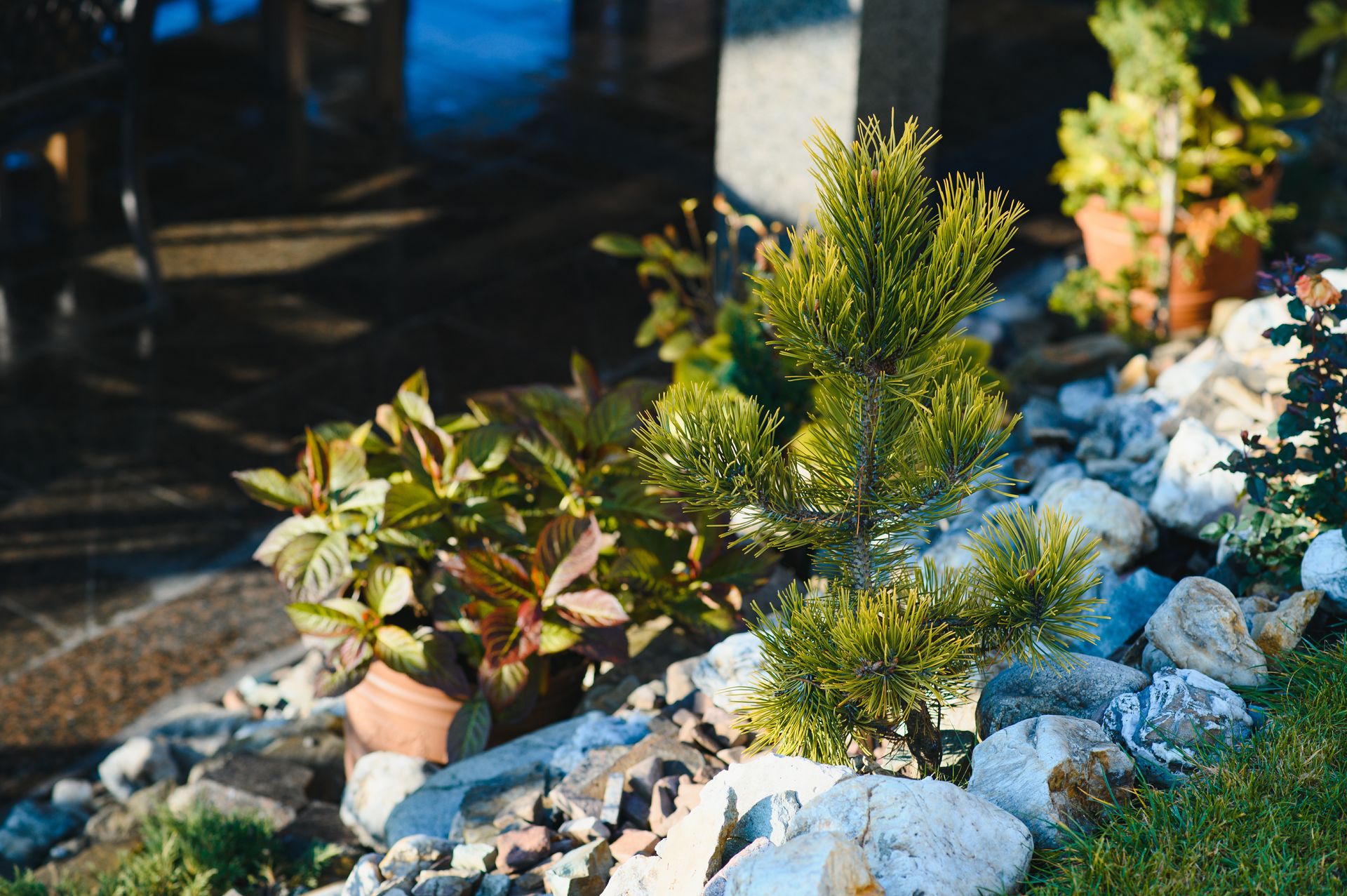Small garden bed with potted plants, shrubs, and white rocks in sunlight