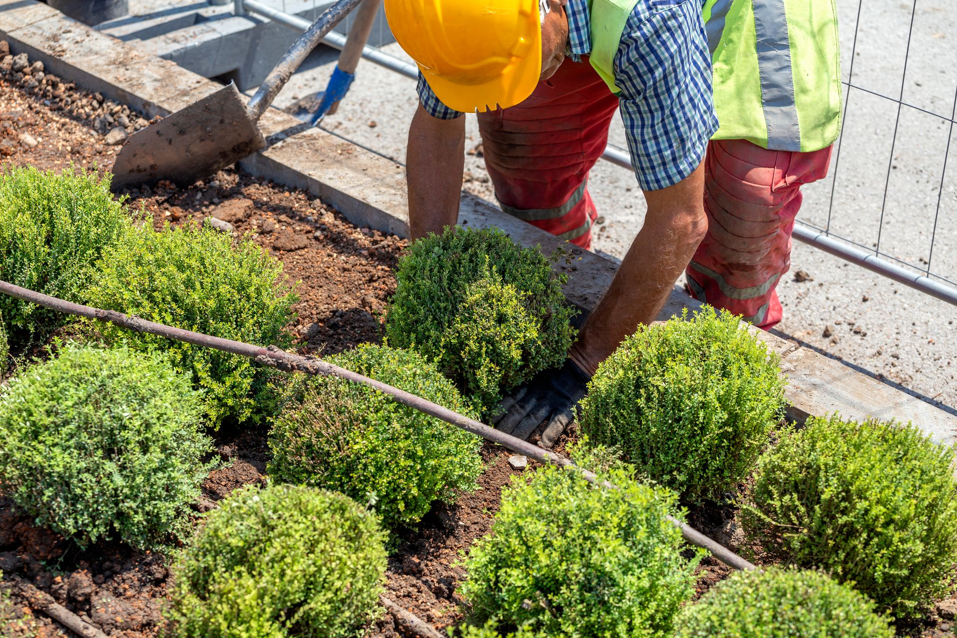 Gardeners planting shrubs along a landscaped path, with a trowel and hose visible