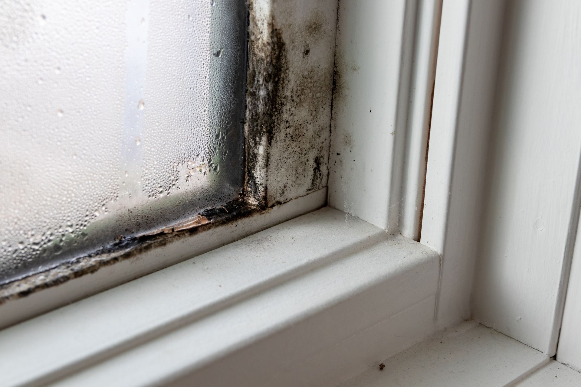 Get mold testing in NYC with A Plus Asbestos Investigation
