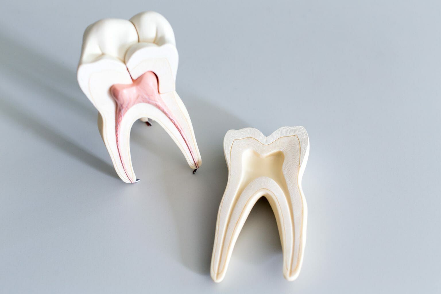 Two anatomical tooth models on a light gray surface, showing cross-sections with roots and enamel layers