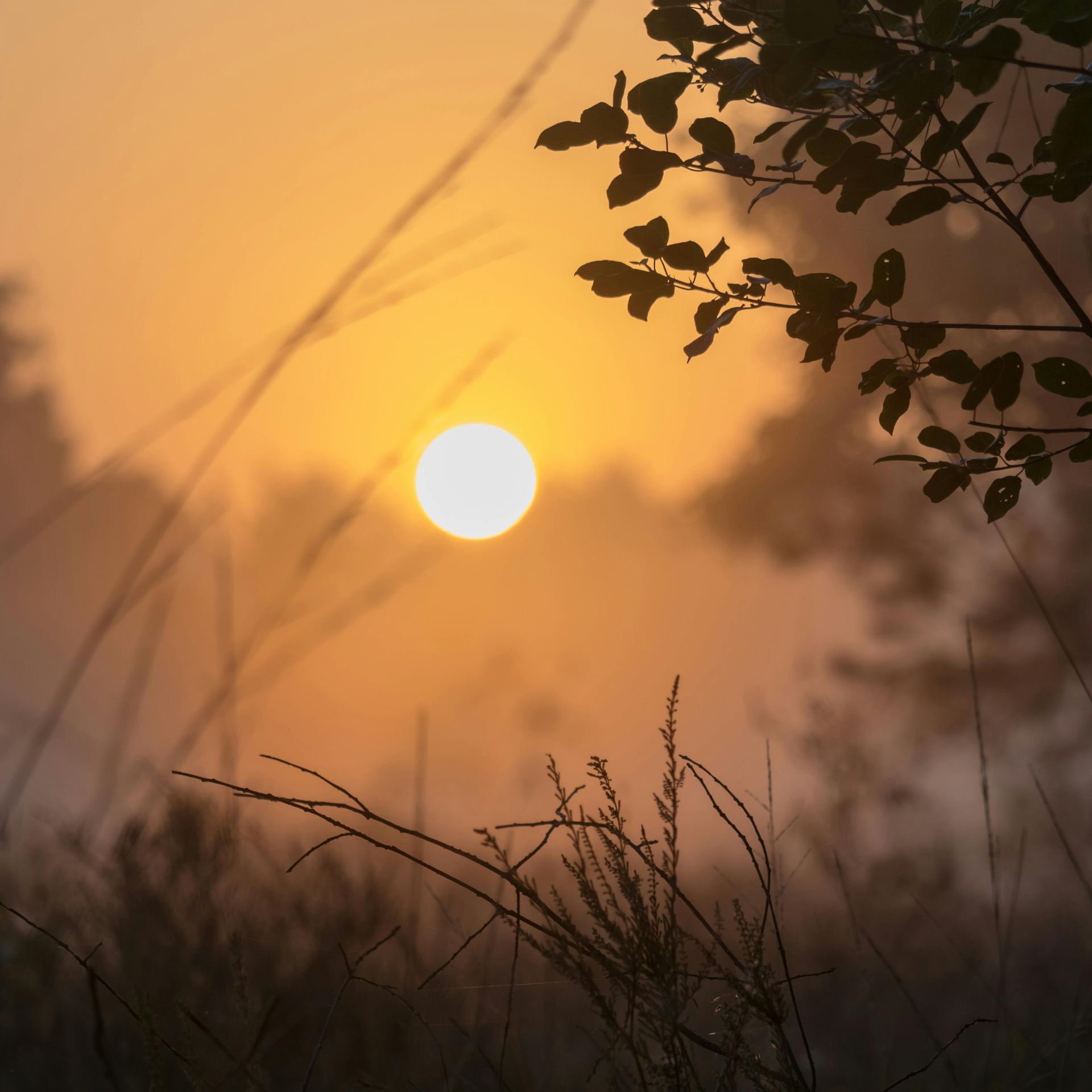 Lente energie, hout element, yin yoga 