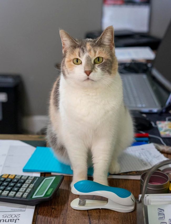 Cat sitting on a cluttered desk beside a keyboard, papers, and a calculator