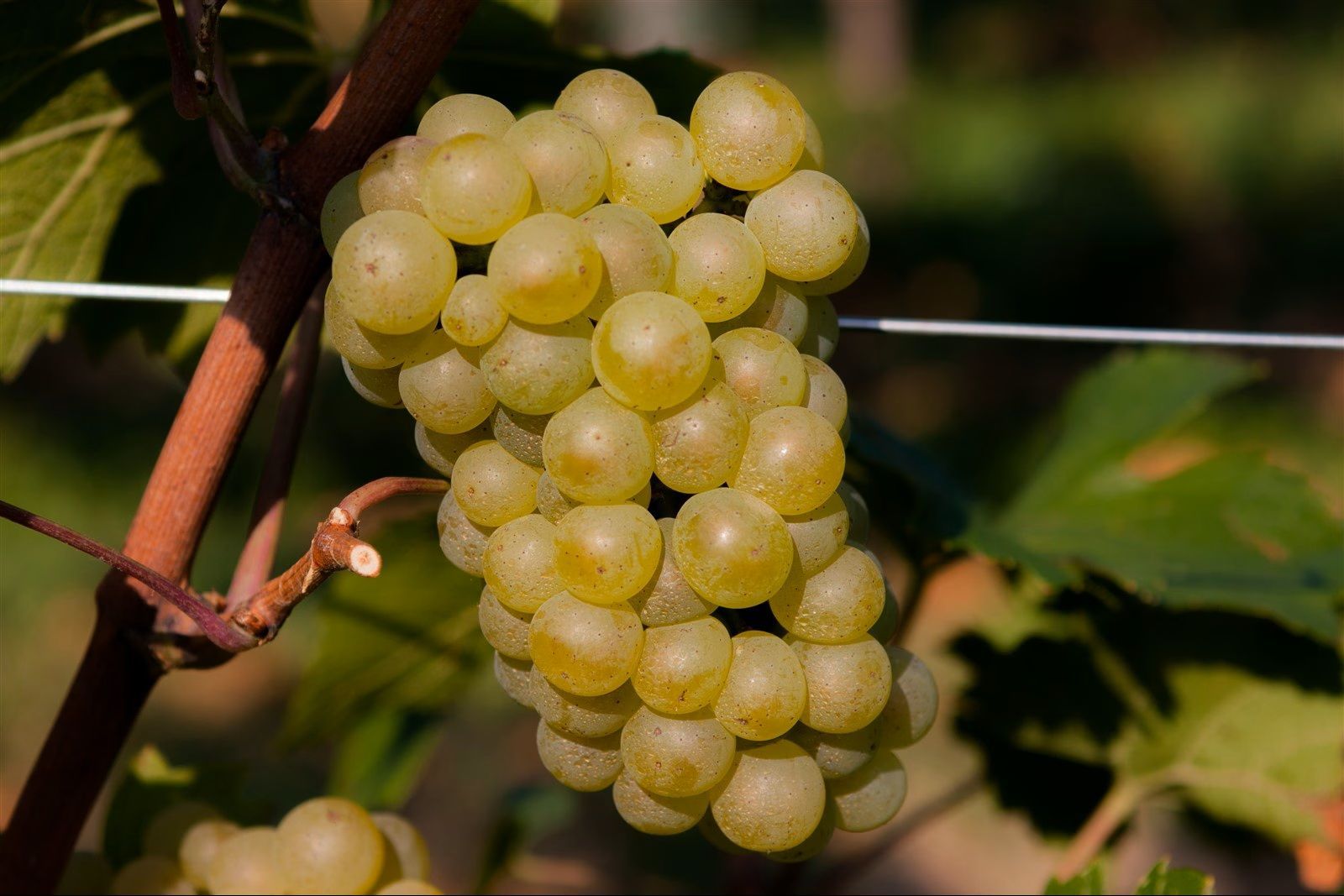 Grappolo d'uva verde pallido appeso a una vite in un vigneto