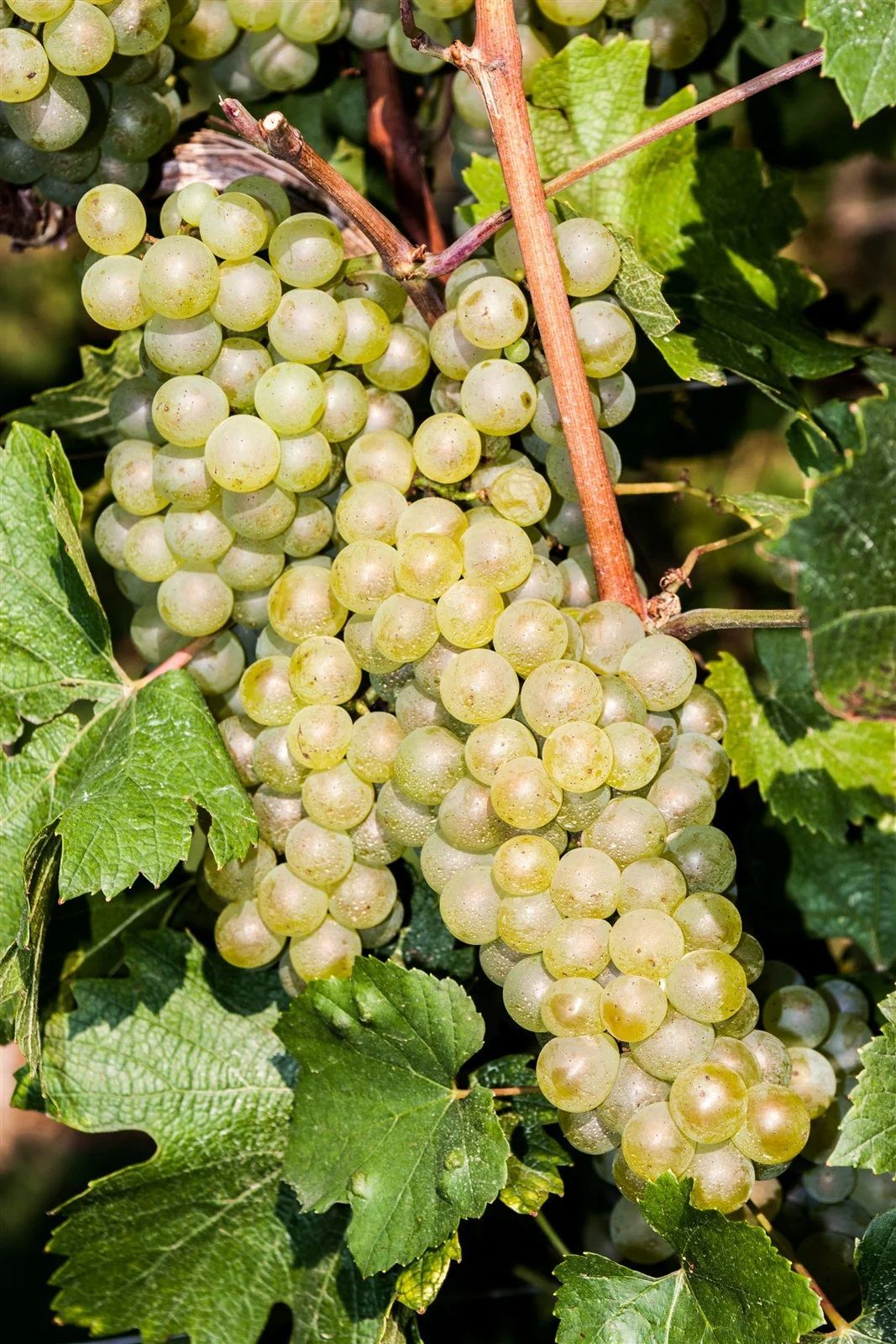 Grappolo di uva verde pallido sulla vite, con foglie che la circondano.