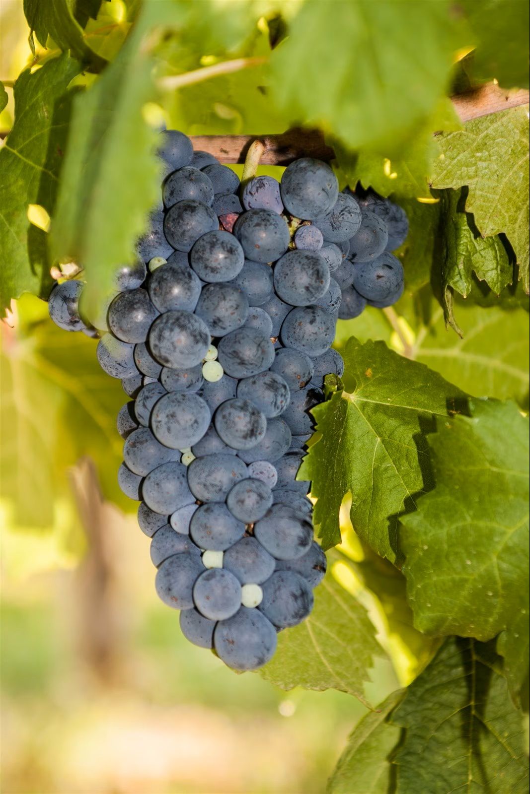 Grappolo d'uva viola scuro appeso a una vite tra foglie verdi
