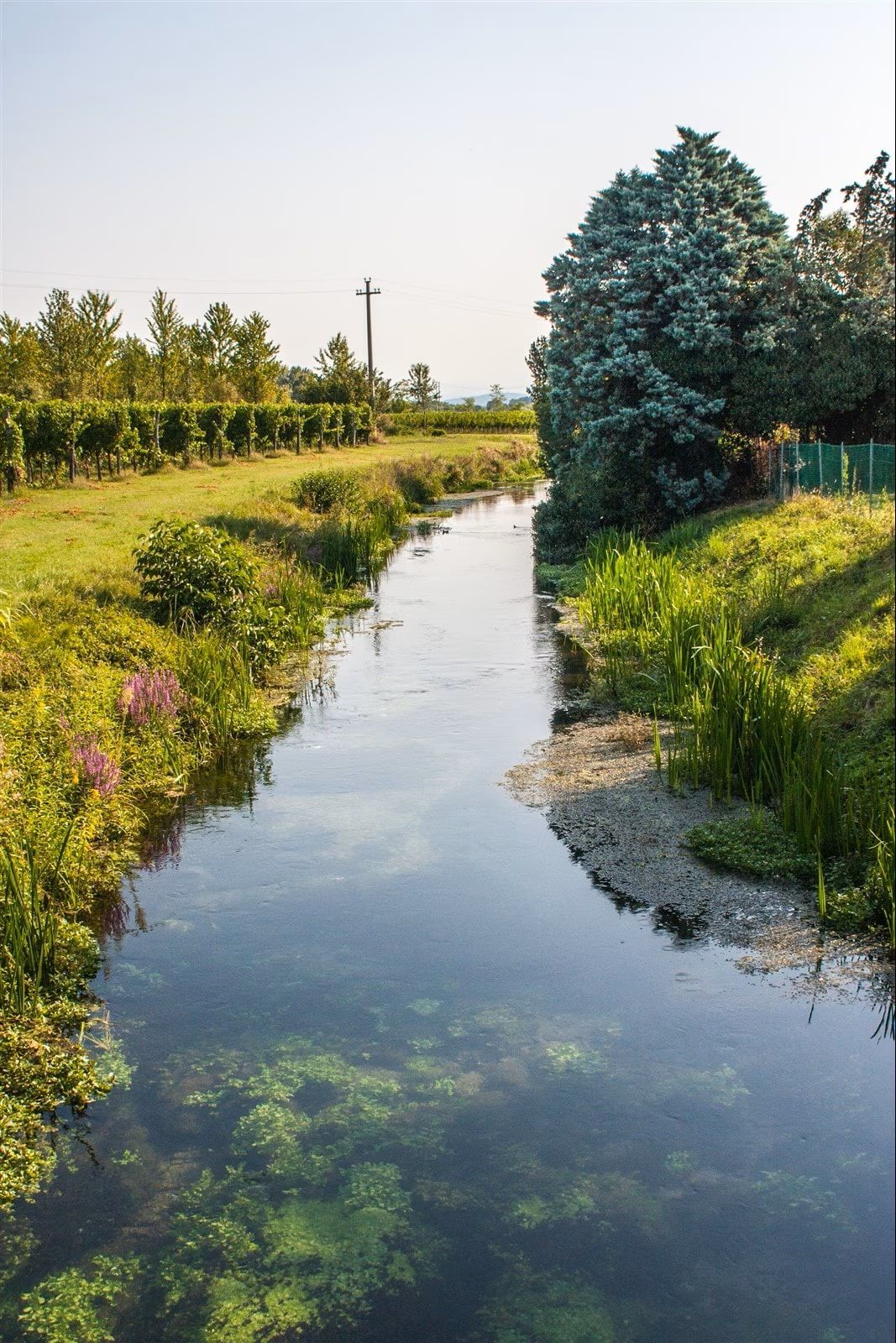 Uno stretto canale fiancheggiato da erba verde e arbusti sotto un cielo limpido in un paesaggio rurale