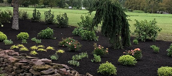Shrub Pruning DOs & DON'Ts for a Successful Spring