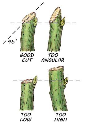 Proper Pruning Cut