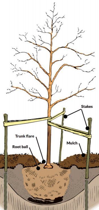 Proper Practices for Planting a New Tree