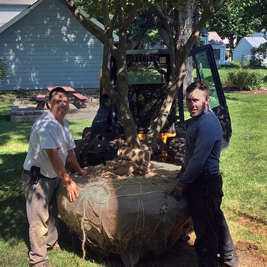 Proper Practices for Planting a New Tree