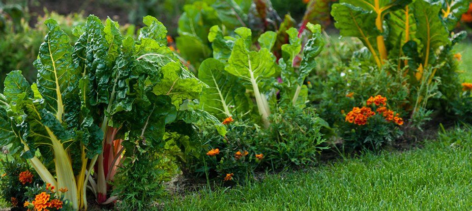 Landscaping Trends for Spring 2021