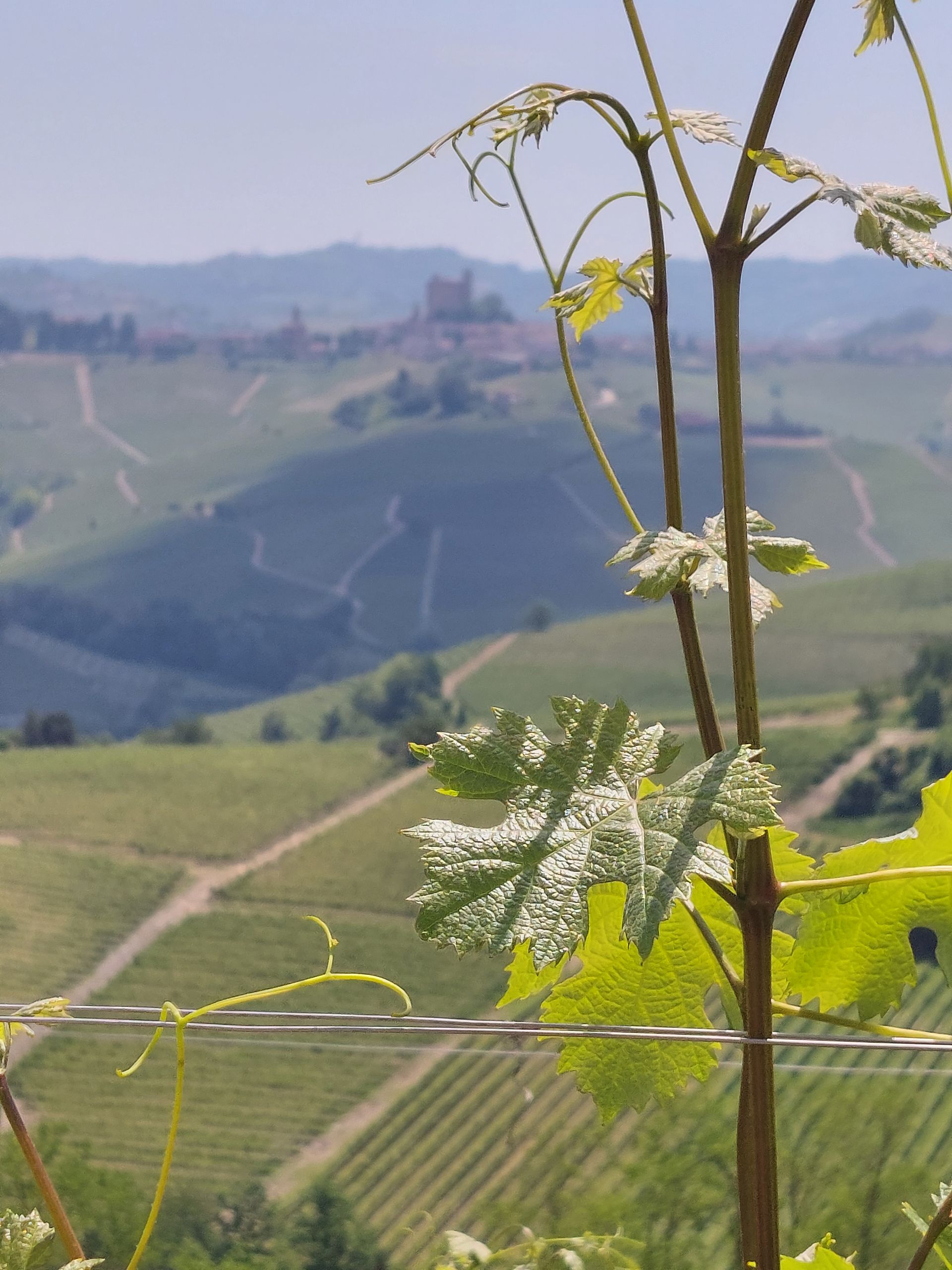Langhe