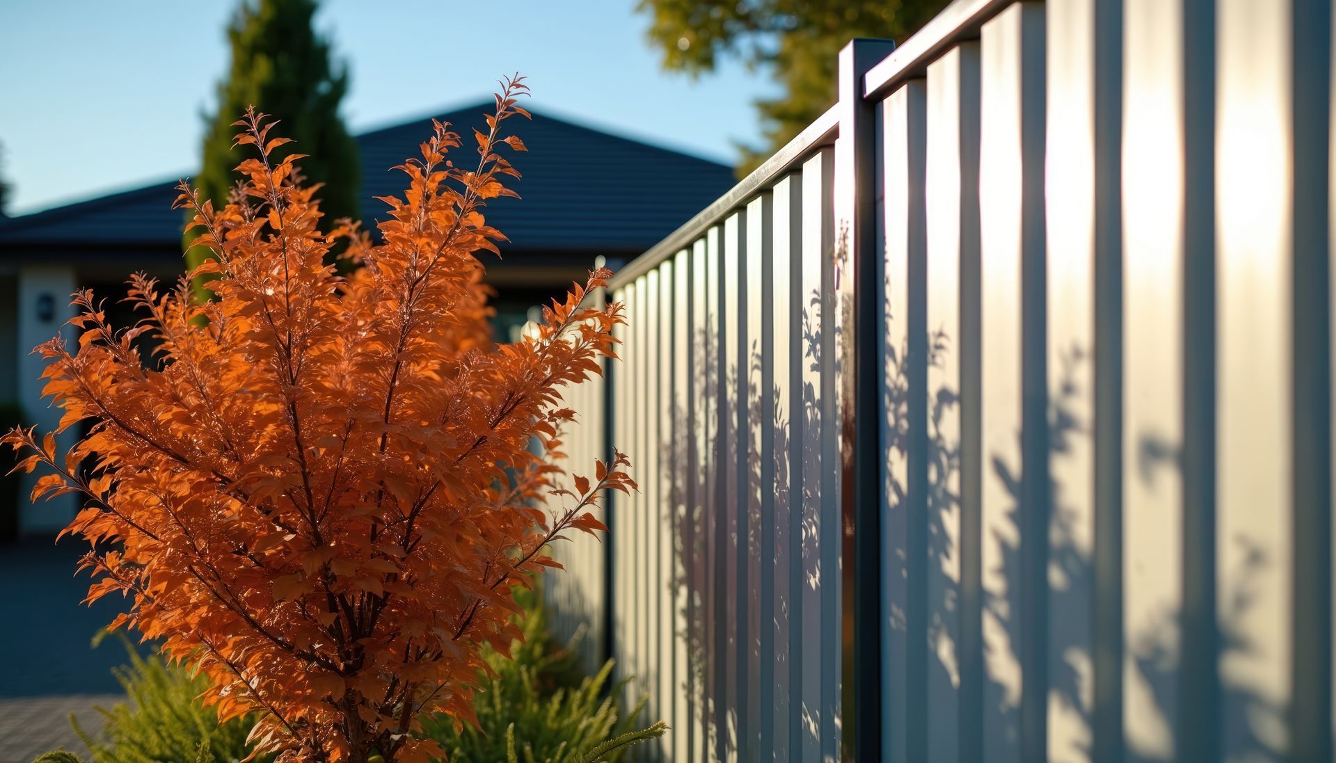 Orange shrub beside a white fence in a sunny backyard