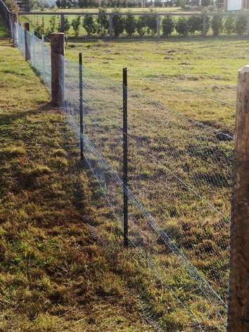 Wire fence along a grassy field at sunrise, with trees in the background.