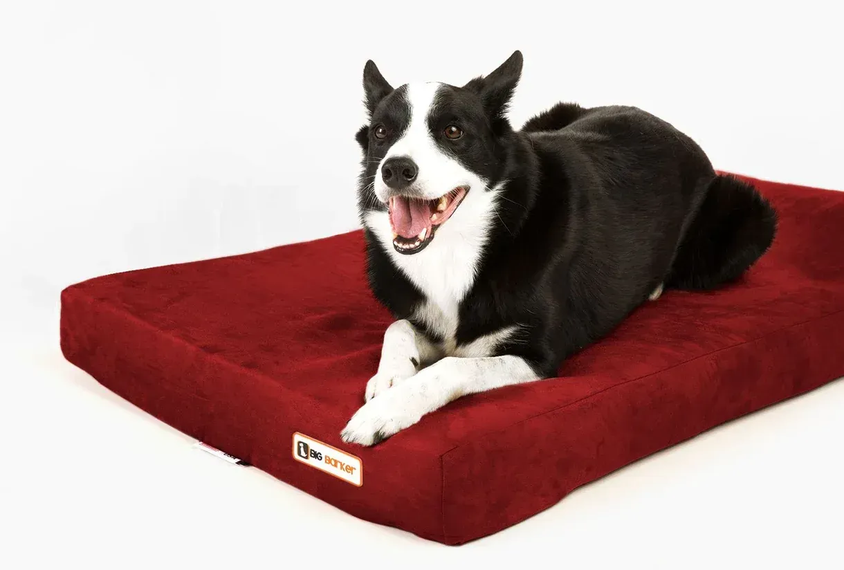 Dog on an orthopedic bed