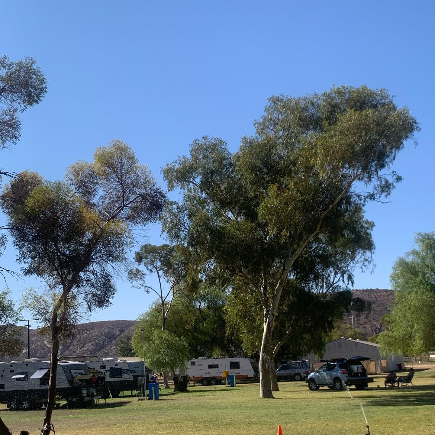 Trees and Parked R vs Under a Clear Blue Sky in A Grassy Campground — Blatherskite Park in Ilparpa, NT