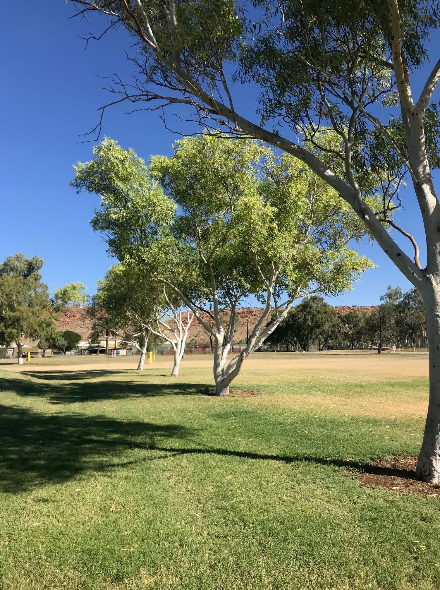 Sunny park with green grass, trees, and a clear blue sky — Blatherskite Park in Ilparpa, NT