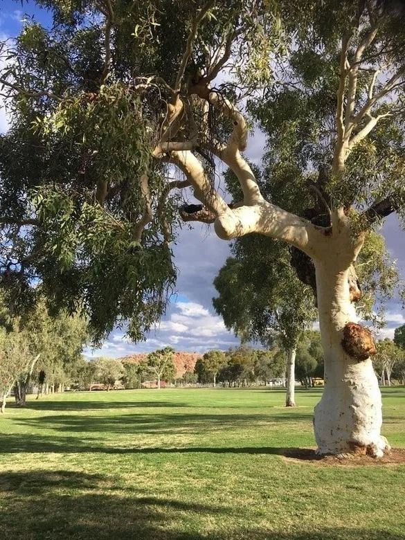A large eucalyptus tree in a sunny green park with open grass and a partly cloudy sky. — Blatherskite Park in Ilparpa, NT