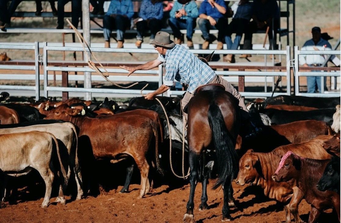 Horse and Rider Jumping a Fence at An Outdoor Equestrian Event, with Numbered Obstacle and Crowd in Background — Blatherskite Park in Ilparpa, NT