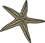 starfish
