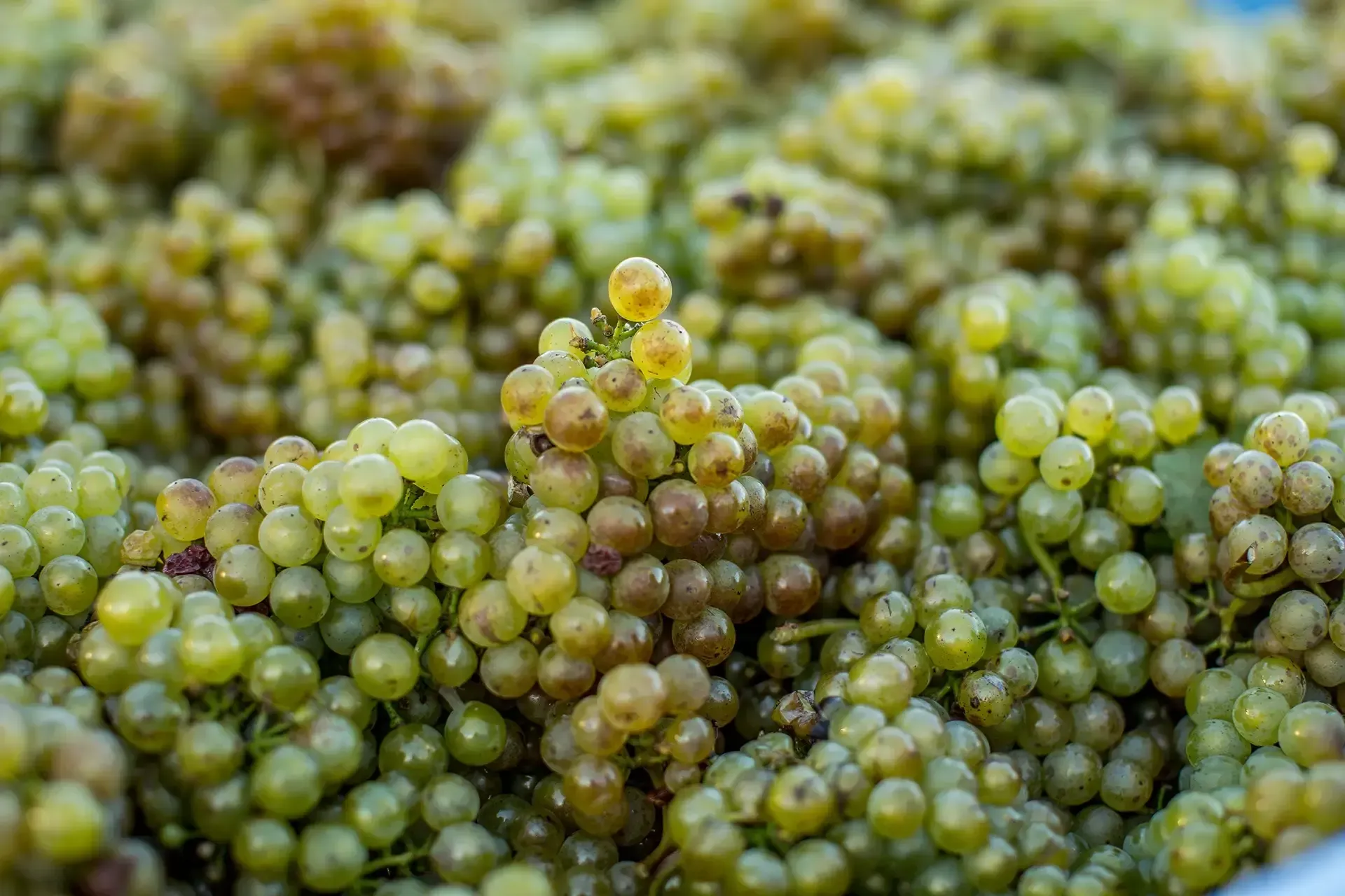 nz-wineries-gallery