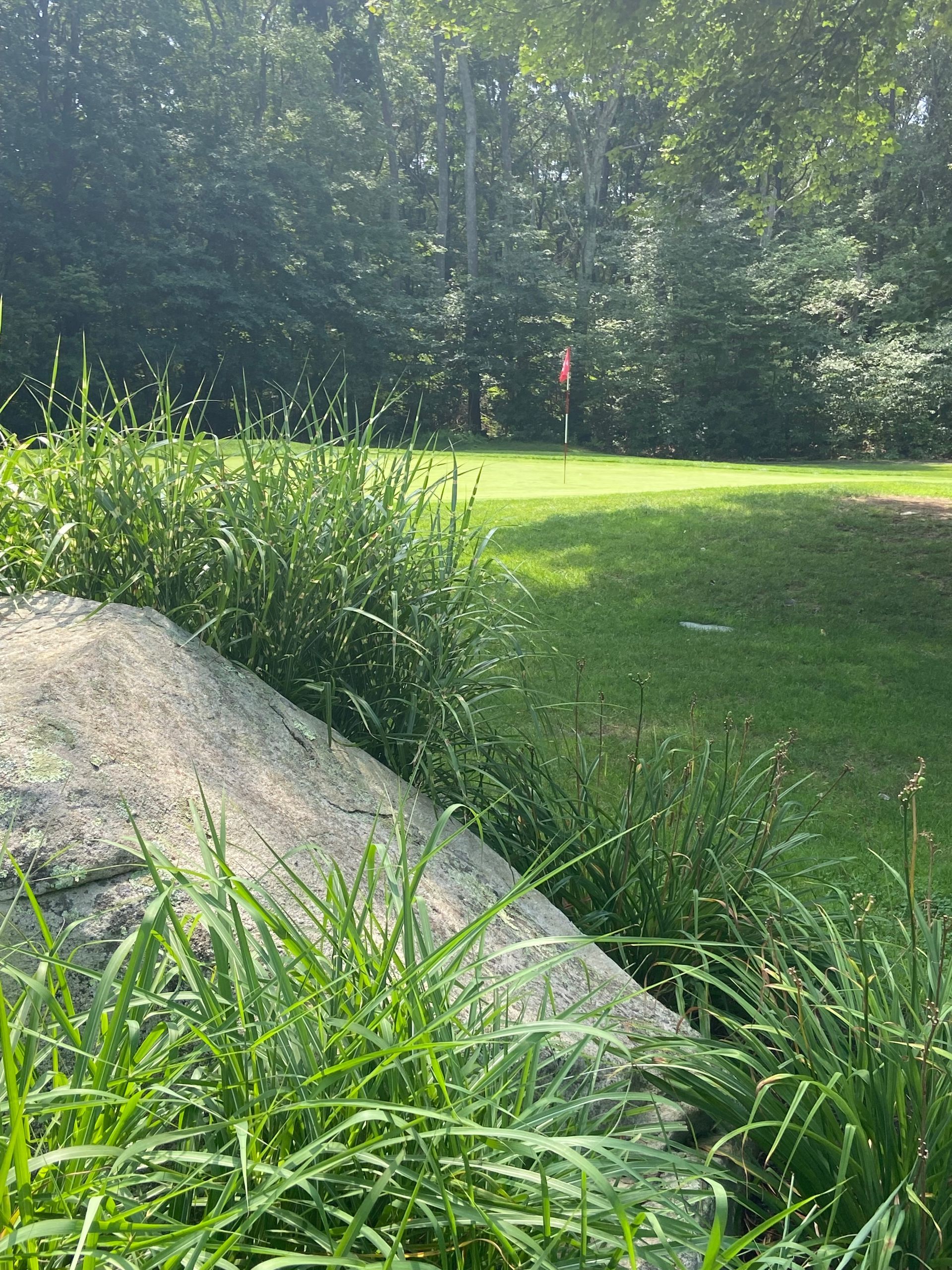 A lush green field with trees in the background and a rock in the foreground.