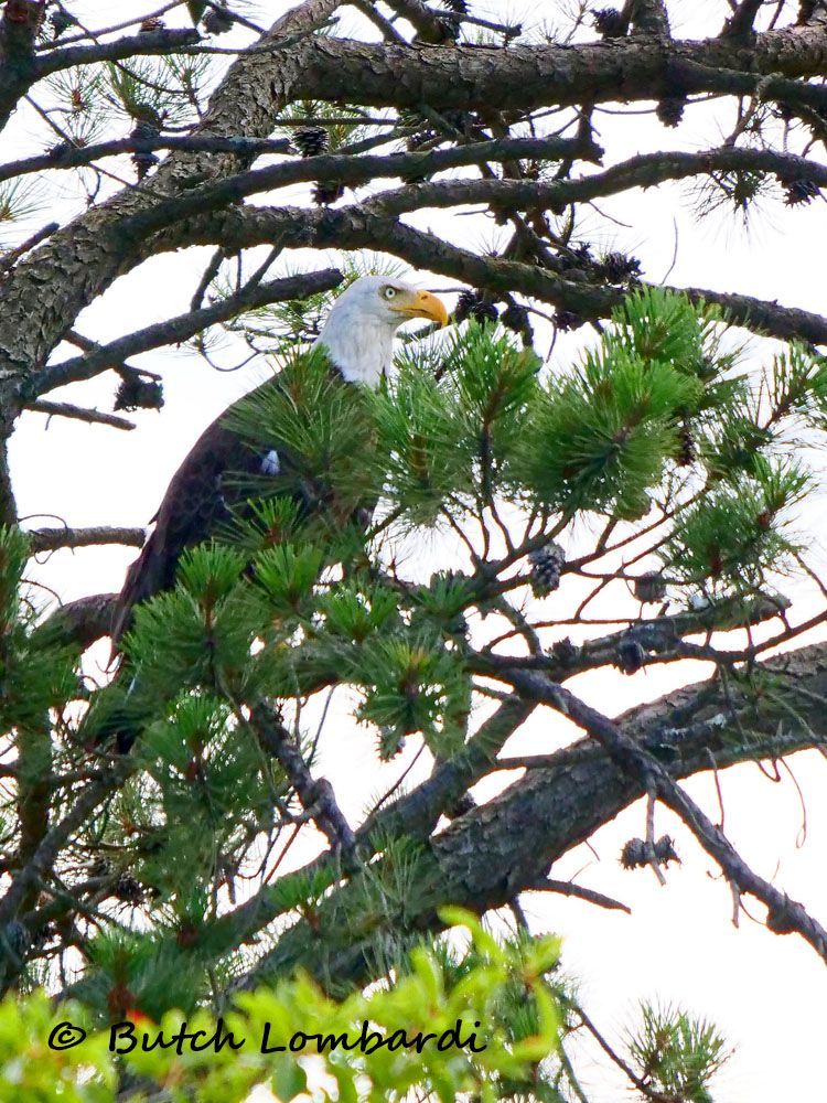 A bald eagle perched on a tree branch by butch lombardi