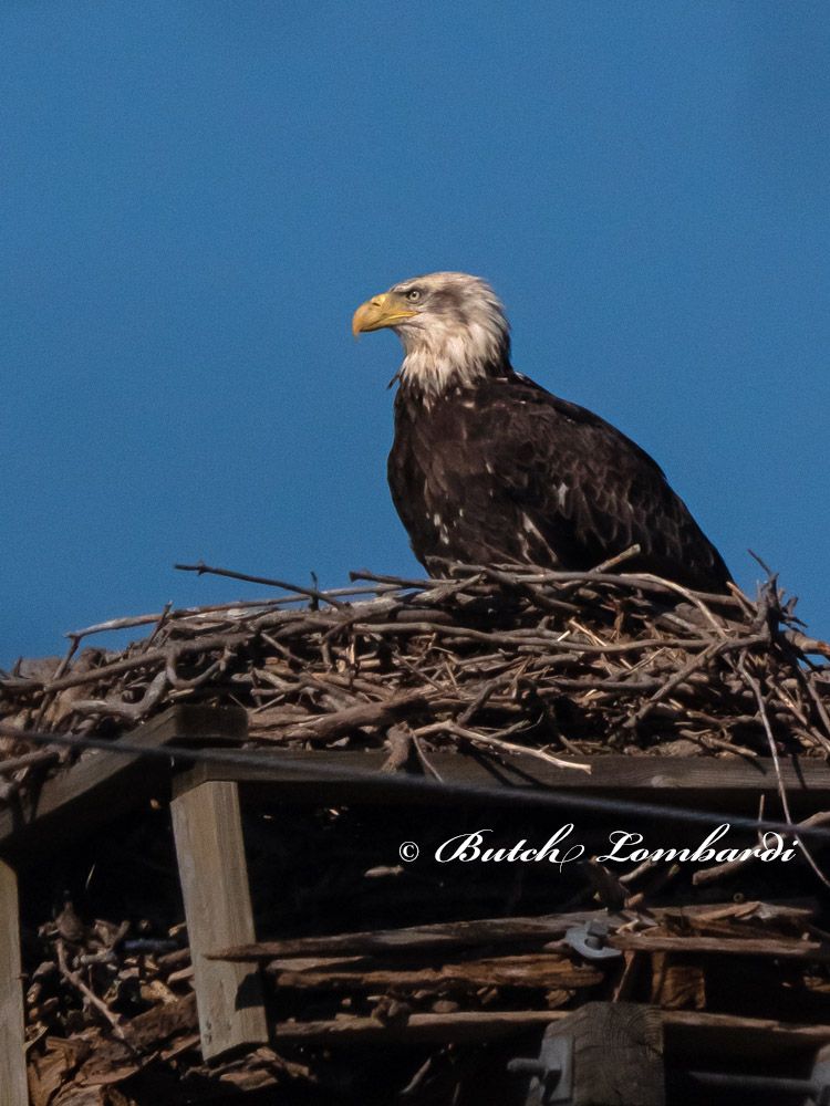 A bald eagle is sitting in a nest on top of a wooden structure.