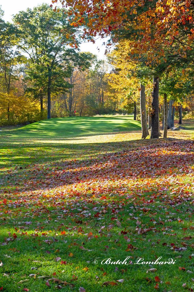 A park with trees and leaves on the ground