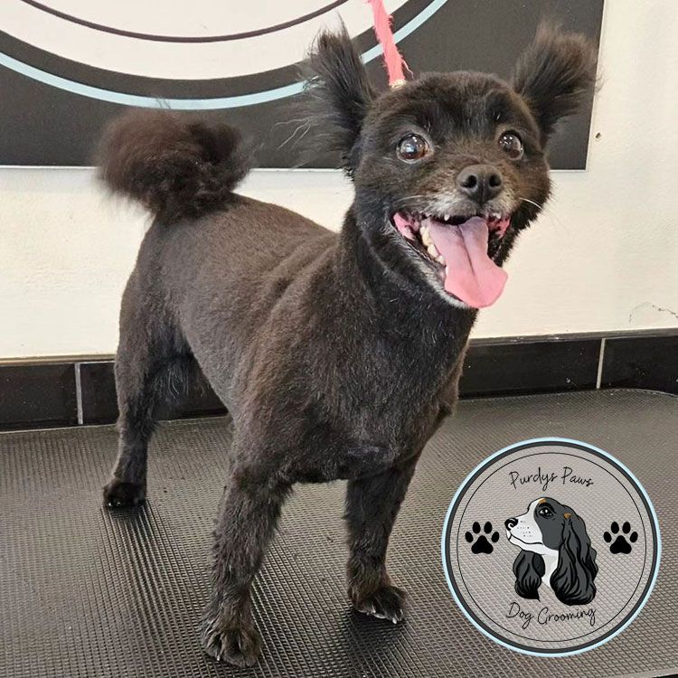 Blackpool Dog Grooming Dog Groomer