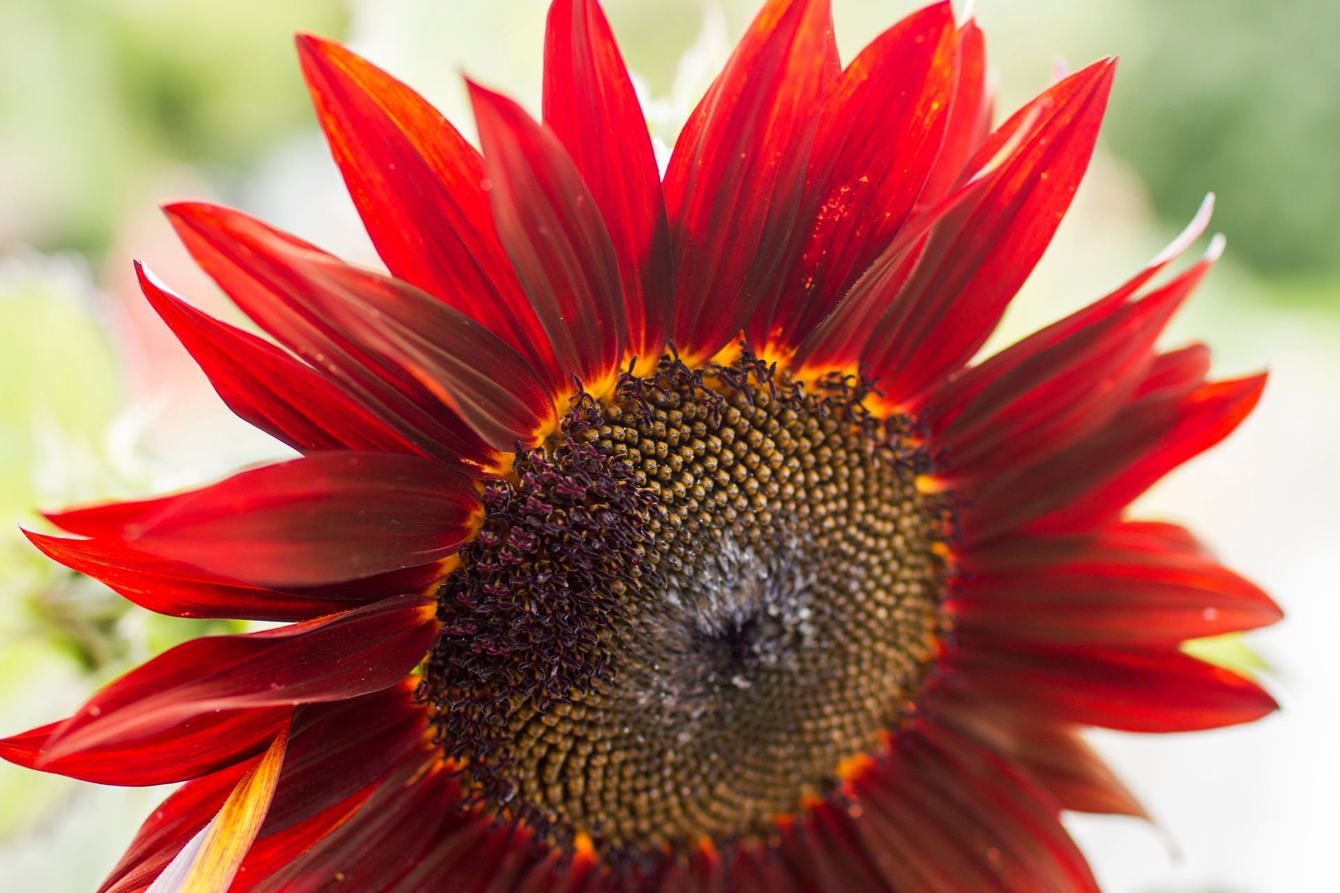 CTA Image