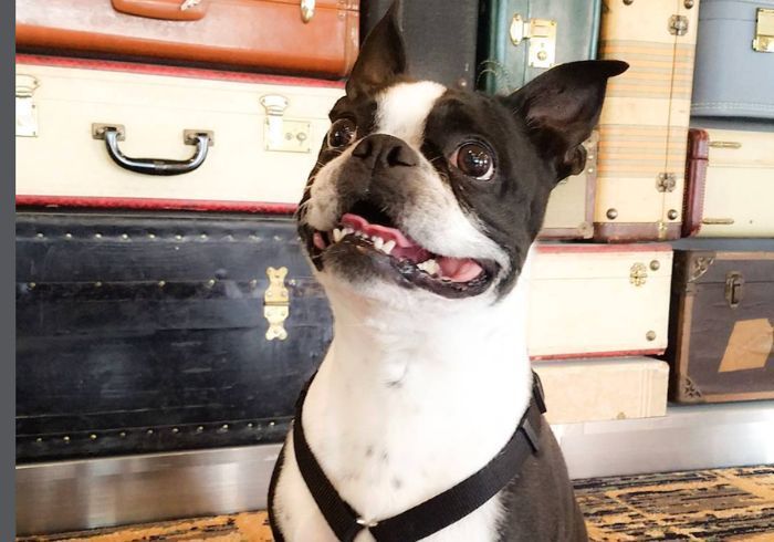 Black-and-white Boston Terrier sitting indoors in front of vintage suitcases and drawers